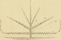 An illustration from The parks and gardens of Paris, considered in relation to the wants of other cities and of the public and private gardens; being notes on a study of Paris gardens (1878)
