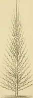 An illustration from The parks and gardens of Paris, considered in relation to the wants of other cities and of the public and private gardens; being notes on a study of Paris gardens (1878)