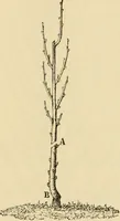 An illustration from The parks and gardens of Paris, considered in relation to the wants of other cities and of the public and private gardens; being notes on a study of Paris gardens (1878)