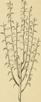 An illustration from The parks and gardens of Paris, considered in relation to the wants of other cities and of the public and private gardens; being notes on a study of Paris gardens (1878)