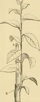 An illustration from The parks and gardens of Paris, considered in relation to the wants of other cities and of the public and private gardens; being notes on a study of Paris gardens (1878)