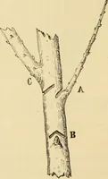 An illustration from The parks and gardens of Paris, considered in relation to the wants of other cities and of the public and private gardens; being notes on a study of Paris gardens (1878)