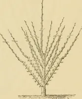 An illustration from The parks and gardens of Paris, considered in relation to the wants of other cities and of the public and private gardens; being notes on a study of Paris gardens (1878)