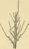 An illustration from The parks and gardens of Paris, considered in relation to the wants of other cities and of the public and private gardens; being notes on a study of Paris gardens (1878)