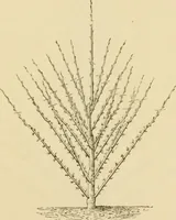 An illustration from The parks and gardens of Paris, considered in relation to the wants of other cities and of the public and private gardens; being notes on a study of Paris gardens (1878)