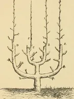 An illustration from The parks and gardens of Paris, considered in relation to the wants of other cities and of the public and private gardens; being notes on a study of Paris gardens (1878)