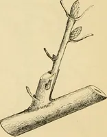An illustration from The parks and gardens of Paris, considered in relation to the wants of other cities and of the public and private gardens; being notes on a study of Paris gardens (1878)