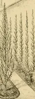 An illustration from The parks and gardens of Paris, considered in relation to the wants of other cities and of the public and private gardens; being notes on a study of Paris gardens (1878)