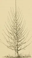 An illustration from The parks and gardens of Paris, considered in relation to the wants of other cities and of the public and private gardens; being notes on a study of Paris gardens (1878)