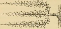 An illustration from The parks and gardens of Paris, considered in relation to the wants of other cities and of the public and private gardens; being notes on a study of Paris gardens (1878)
