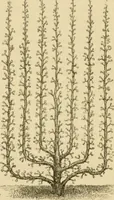 An illustration from The parks and gardens of Paris, considered in relation to the wants of other cities and of the public and private gardens; being notes on a study of Paris gardens (1878)