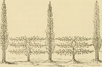 An illustration from The parks and gardens of Paris, considered in relation to the wants of other cities and of the public and private gardens; being notes on a study of Paris gardens (1878)