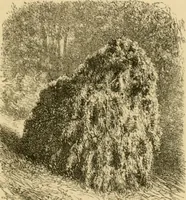 An illustration from The parks and gardens of Paris, considered in relation to the wants of other cities and of the public and private gardens; being notes on a study of Paris gardens (1878)