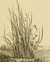 An illustration from The parks and gardens of Paris, considered in relation to the wants of other cities and of the public and private gardens; being notes on a study of Paris gardens (1878)