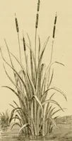An illustration from The parks and gardens of Paris, considered in relation to the wants of other cities and of the public and private gardens; being notes on a study of Paris gardens (1878)