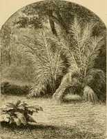 An illustration from The parks and gardens of Paris, considered in relation to the wants of other cities and of the public and private gardens; being notes on a study of Paris gardens (1878)