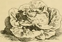An illustration from The parks and gardens of Paris, considered in relation to the wants of other cities and of the public and private gardens; being notes on a study of Paris gardens (1878)