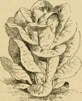 An illustration from The parks and gardens of Paris, considered in relation to the wants of other cities and of the public and private gardens; being notes on a study of Paris gardens (1878)