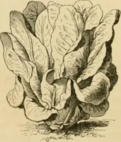 An illustration from The parks and gardens of Paris, considered in relation to the wants of other cities and of the public and private gardens; being notes on a study of Paris gardens (1878)
