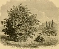 An illustration from The parks and gardens of Paris, considered in relation to the wants of other cities and of the public and private gardens; being notes on a study of Paris gardens (1878)