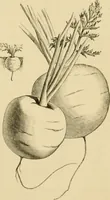 An illustration from The parks and gardens of Paris, considered in relation to the wants of other cities and of the public and private gardens; being notes on a study of Paris gardens (1878)