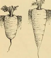 An illustration from The parks and gardens of Paris, considered in relation to the wants of other cities and of the public and private gardens; being notes on a study of Paris gardens (1878)