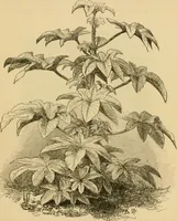 An illustration from The parks and gardens of Paris, considered in relation to the wants of other cities and of the public and private gardens; being notes on a study of Paris gardens (1878)