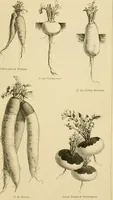 An illustration from The parks and gardens of Paris, considered in relation to the wants of other cities and of the public and private gardens; being notes on a study of Paris gardens (1878)
