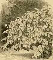 An illustration from The parks and gardens of Paris, considered in relation to the wants of other cities and of the public and private gardens; being notes on a study of Paris gardens (1878)