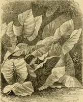 An illustration from The parks and gardens of Paris, considered in relation to the wants of other cities and of the public and private gardens; being notes on a study of Paris gardens (1878)