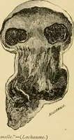 An illustration from The parks and gardens of Paris, considered in relation to the wants of other cities and of the public and private gardens; being notes on a study of Paris gardens (1878)