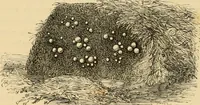 An illustration from The parks and gardens of Paris, considered in relation to the wants of other cities and of the public and private gardens; being notes on a study of Paris gardens (1878)