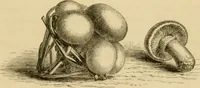 An illustration from The parks and gardens of Paris, considered in relation to the wants of other cities and of the public and private gardens; being notes on a study of Paris gardens (1878)