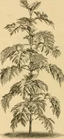 An illustration from The parks and gardens of Paris, considered in relation to the wants of other cities and of the public and private gardens; being notes on a study of Paris gardens (1878)