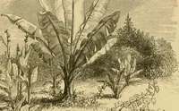An illustration from The parks and gardens of Paris, considered in relation to the wants of other cities and of the public and private gardens; being notes on a study of Paris gardens (1878)