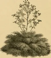An illustration from The parks and gardens of Paris, considered in relation to the wants of other cities and of the public and private gardens; being notes on a study of Paris gardens (1878)