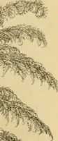 An illustration from The parks and gardens of Paris, considered in relation to the wants of other cities and of the public and private gardens; being notes on a study of Paris gardens (1878)