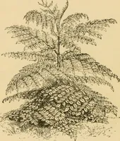 An illustration from The parks and gardens of Paris, considered in relation to the wants of other cities and of the public and private gardens; being notes on a study of Paris gardens (1878)