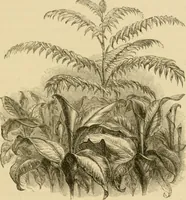 An illustration from The parks and gardens of Paris, considered in relation to the wants of other cities and of the public and private gardens; being notes on a study of Paris gardens (1878)