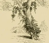 An illustration from The parks and gardens of Paris, considered in relation to the wants of other cities and of the public and private gardens; being notes on a study of Paris gardens (1878)