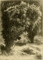 An illustration from The parks and gardens of Paris, considered in relation to the wants of other cities and of the public and private gardens; being notes on a study of Paris gardens (1878)