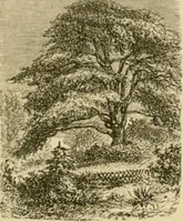 An illustration from The parks and gardens of Paris, considered in relation to the wants of other cities and of the public and private gardens; being notes on a study of Paris gardens (1878)