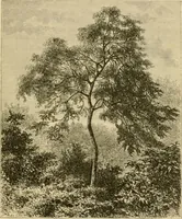 An illustration from The parks and gardens of Paris, considered in relation to the wants of other cities and of the public and private gardens; being notes on a study of Paris gardens (1878)