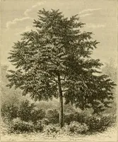 An illustration from The parks and gardens of Paris, considered in relation to the wants of other cities and of the public and private gardens; being notes on a study of Paris gardens (1878)