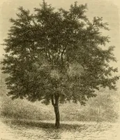 An illustration from The parks and gardens of Paris, considered in relation to the wants of other cities and of the public and private gardens; being notes on a study of Paris gardens (1878)