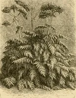 An illustration from The parks and gardens of Paris, considered in relation to the wants of other cities and of the public and private gardens; being notes on a study of Paris gardens (1878)