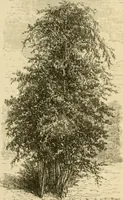 An illustration from The parks and gardens of Paris, considered in relation to the wants of other cities and of the public and private gardens; being notes on a study of Paris gardens (1878)