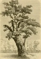 An illustration from The parks and gardens of Paris, considered in relation to the wants of other cities and of the public and private gardens; being notes on a study of Paris gardens (1878)