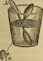 An illustration from Parlour magic (1838)