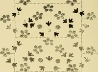 An illustration from Pattern design : a book for students treating in a practical way of the anatomy, planning & evolution of repeated ornament (1915)